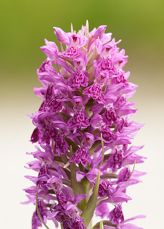 Heath Spotted Orchid Dactylorhiza maculata