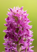 Heath Spotted Orchid Dactylorhiza maculata