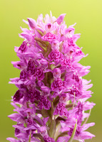 Heath Spotted Orchid Dactylorhiza maculata