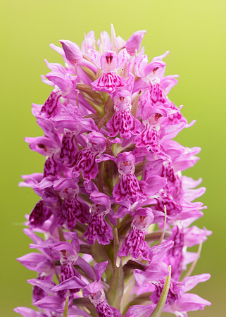 Heath Spotted Orchid Dactylorhiza maculata