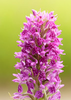 Heath Spotted Orchid Dactylorhiza maculata
