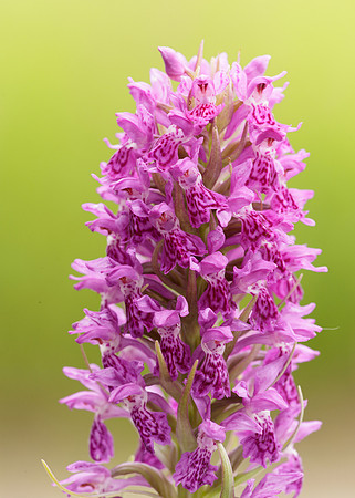 Heath Spotted Orchid Dactylorhiza maculata