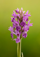 Heath Spotted Orchid Dactylorhiza maculata