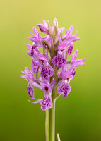 Heath Spotted Orchid Dactylorhiza maculata