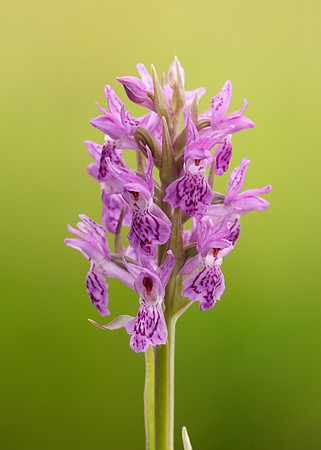 Heath Spotted Orchid Dactylorhiza maculata