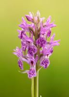Heath Spotted Orchid Dactylorhiza maculata