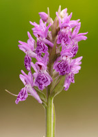 Heath Spotted Orchid Dactylorhiza maculata