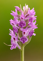 Heath Spotted Orchid Dactylorhiza maculata