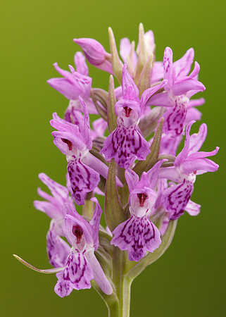 Heath Spotted Orchid Dactylorhiza maculata