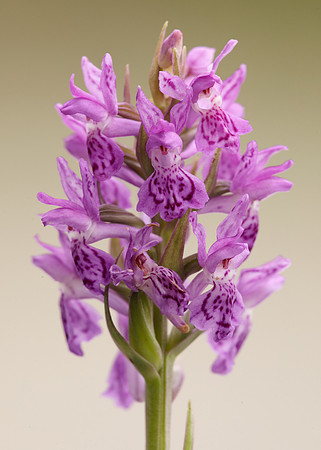Heath Spotted Orchid Dactylorhiza maculata