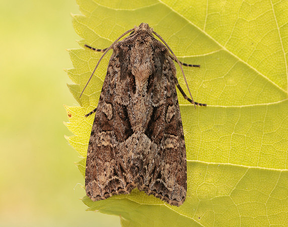 73.154 BF2330 Dusky Brocade Apamea remissa