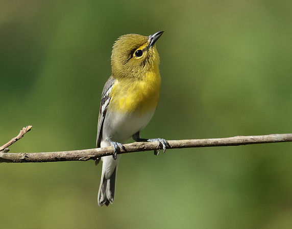 Yellow-throated Vireo Vireo flavifrons