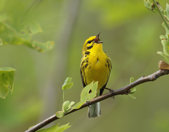 Prairie Warbler Setophaga discolor
