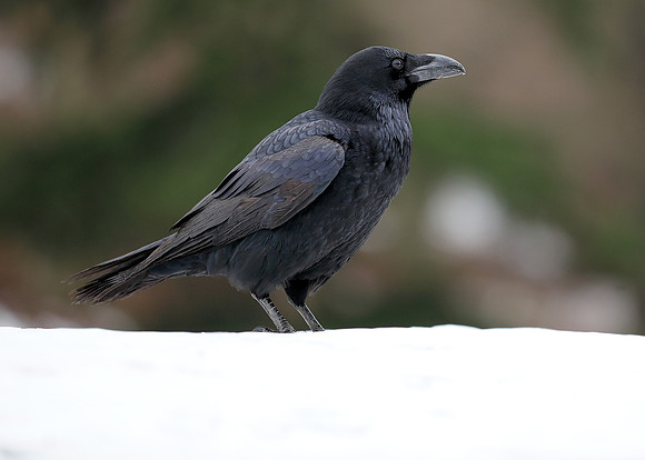 Raven Corvus corax