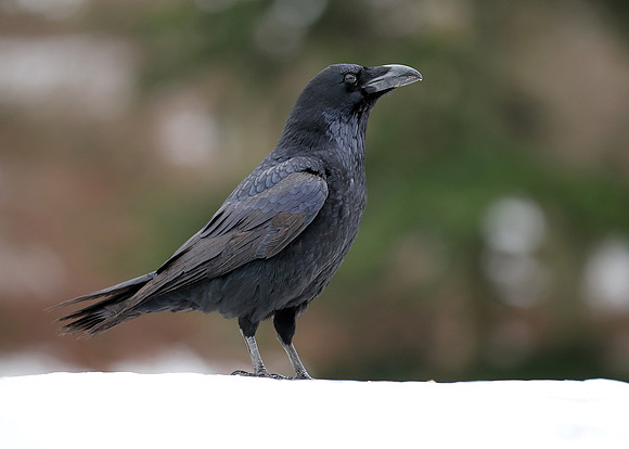 Raven Corvus corax