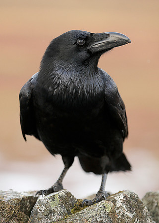 Raven Corvus corax