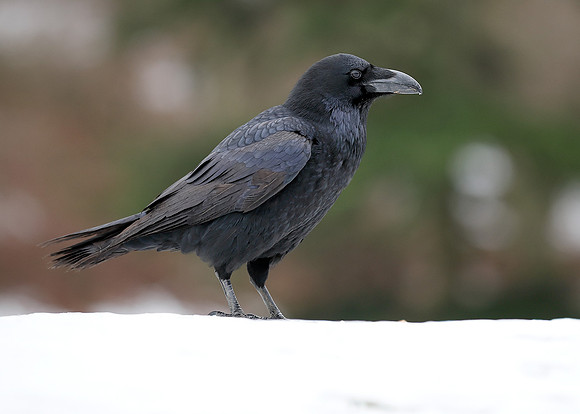 Raven Corvus corax