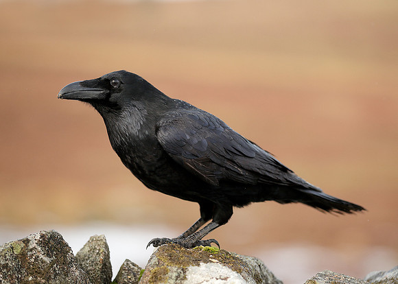Raven Corvus corax