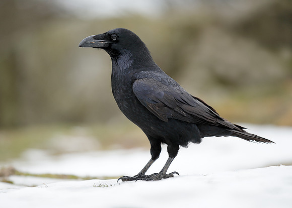 Raven Corvus corax