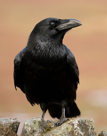 Raven Corvus corax
