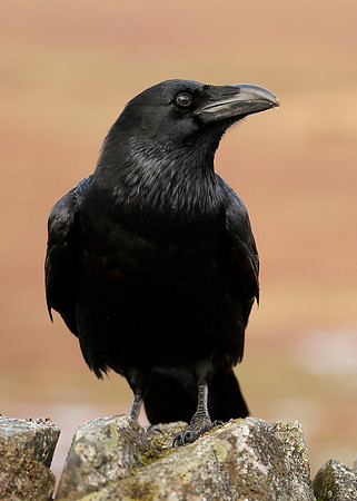 Raven Corvus corax