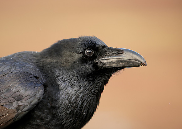 Raven Corvus corax