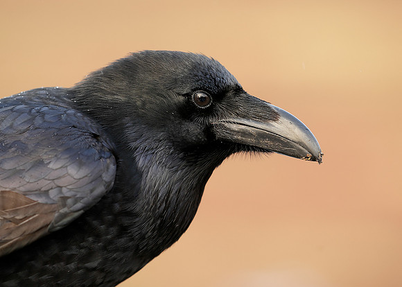Raven Corvus corax