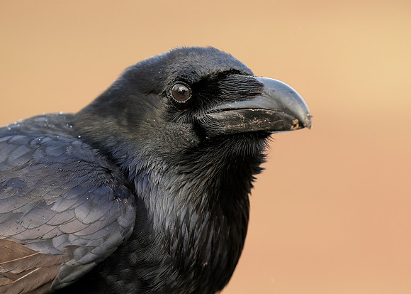 Raven Corvus corax