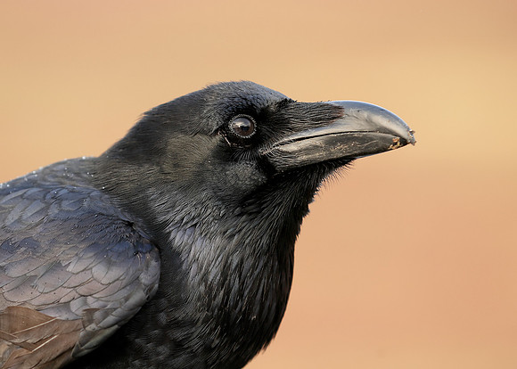 Raven Corvus corax