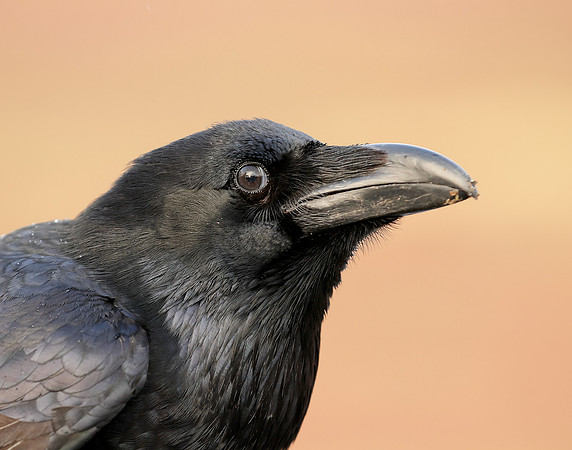 Raven Corvus corax