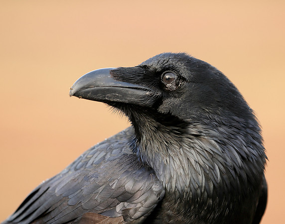 Raven Corvus corax