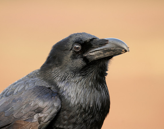 Raven Corvus corax
