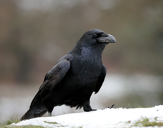 Raven Corvus corax