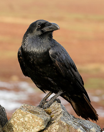 Raven Corvus corax