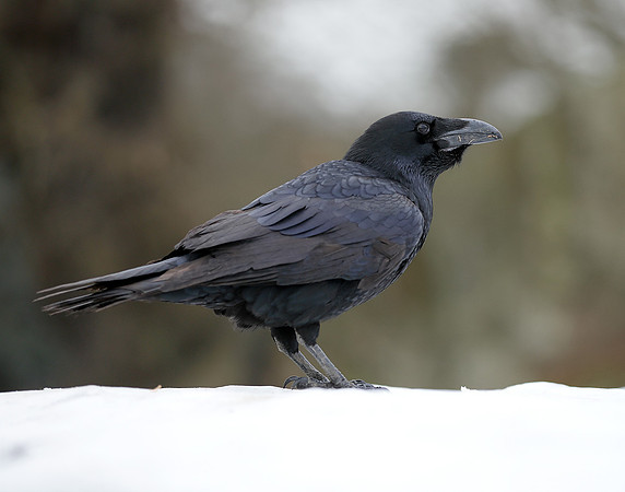 Raven Corvus corax