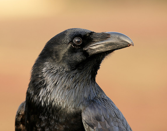 Raven Corvus corax
