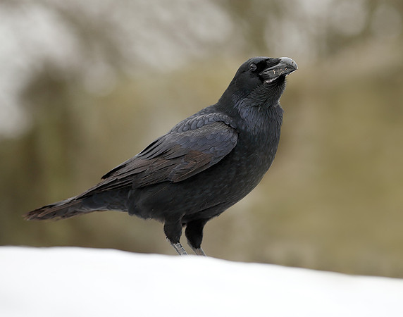 Raven Corvus corax