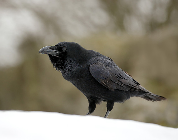 Raven Corvus corax