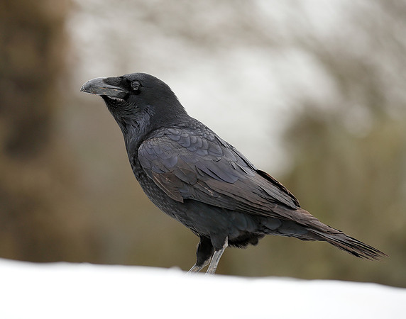 Raven Corvus corax