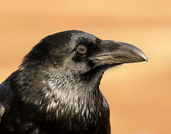 Raven Corvus corax