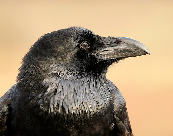 Raven Corvus corax