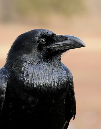 Raven Corvus corax
