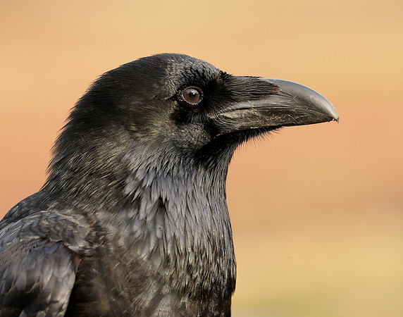 Raven Corvus corax