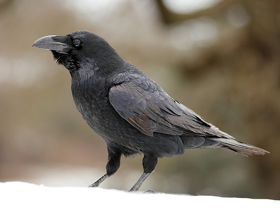 Raven Corvus corax
