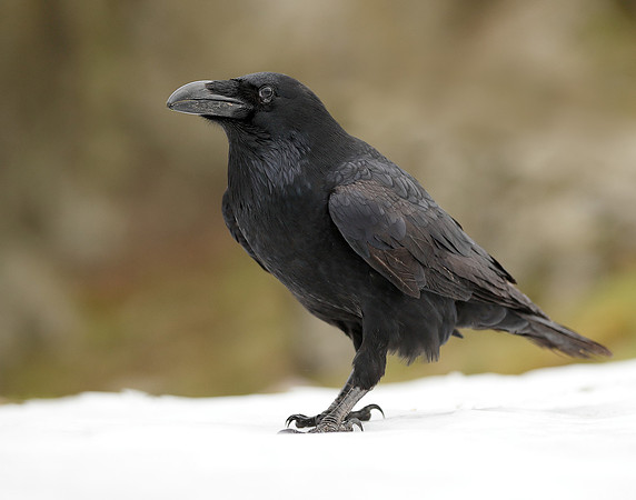 Raven Corvus corax