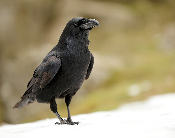 Raven Corvus corax