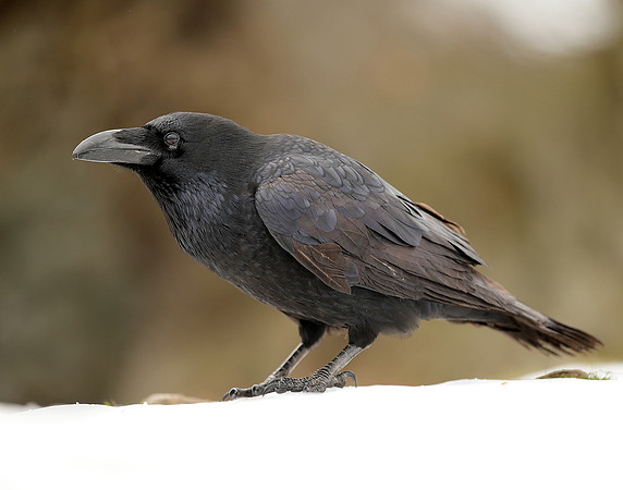 Raven Corvus corax