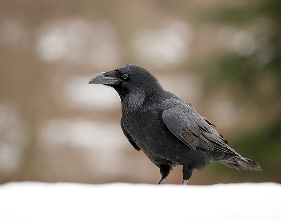 Raven Corvus corax