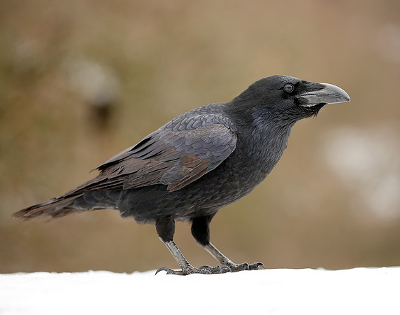 Raven Corvus corax