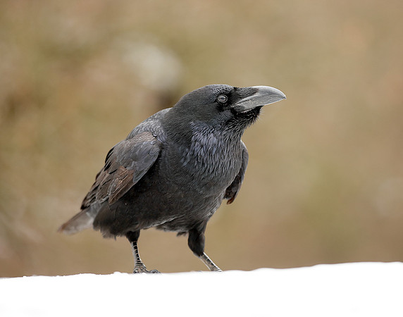 Raven Corvus corax